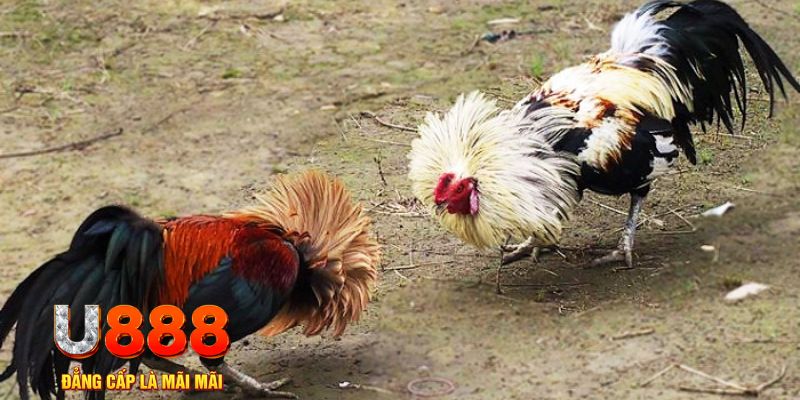 k12 online game nổ hũ là gì